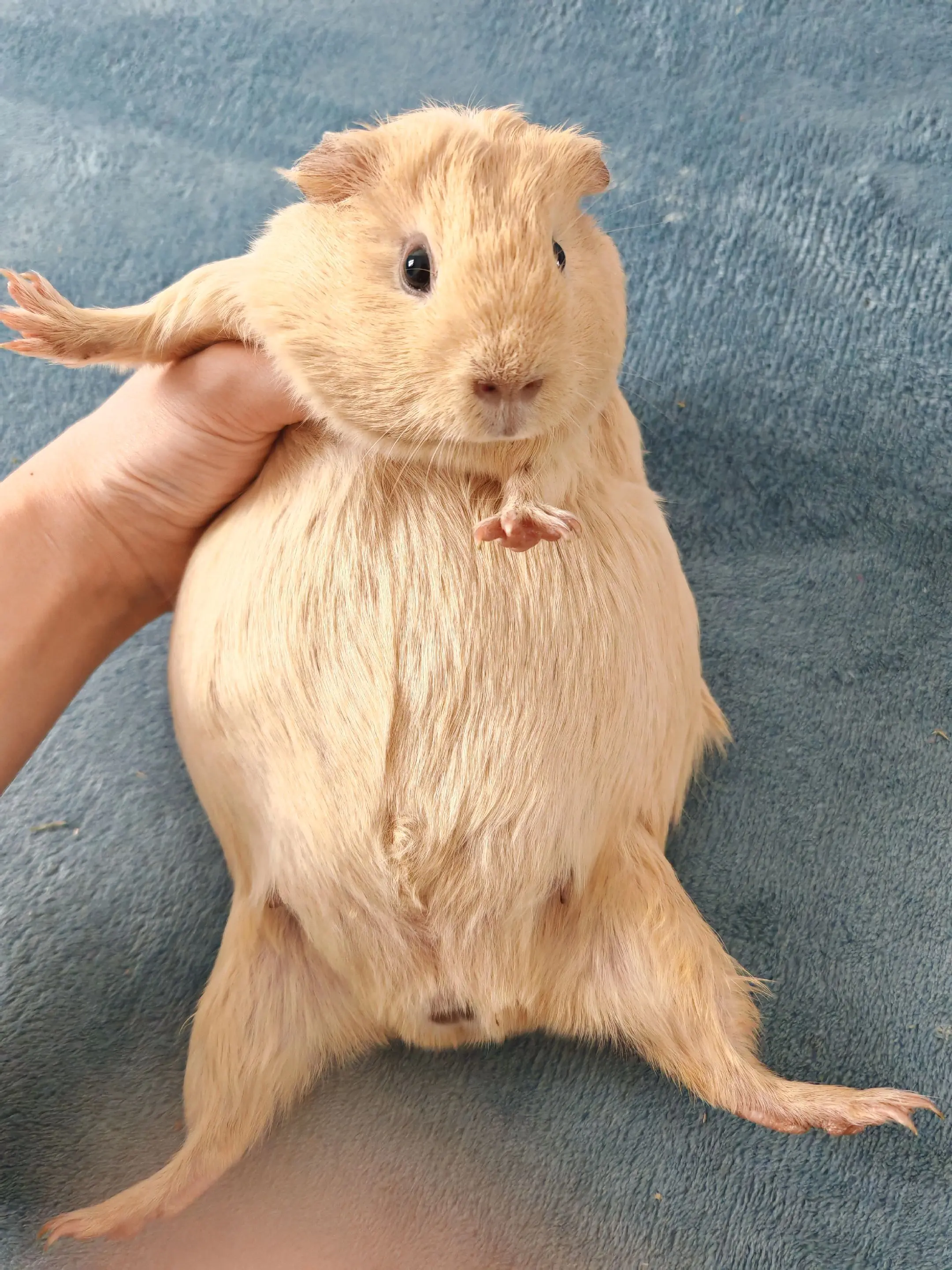 老天保佑你别生三花了🤒