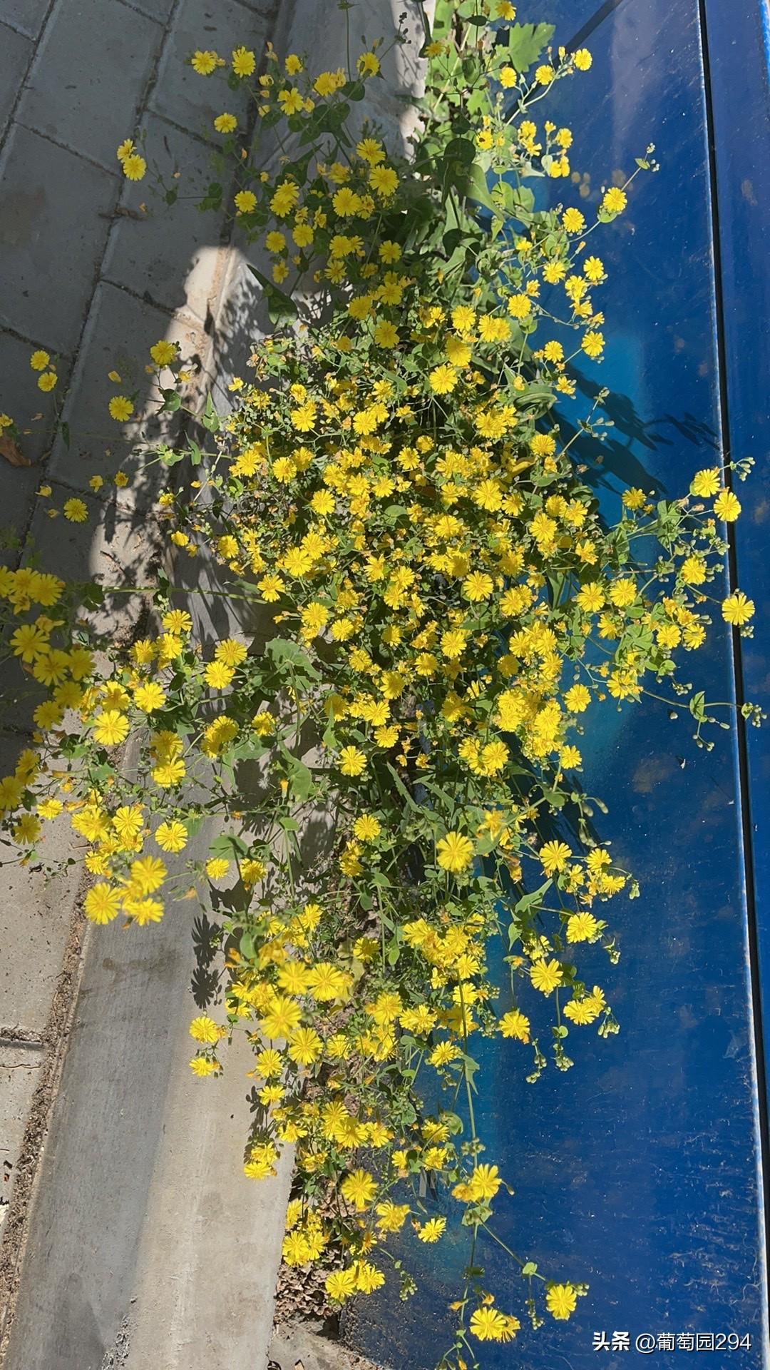 翻看头条新闻，说一个卖鹅腿的大妈卖的是鸭腿，卖了十五年了，清华北大的学生都买，还