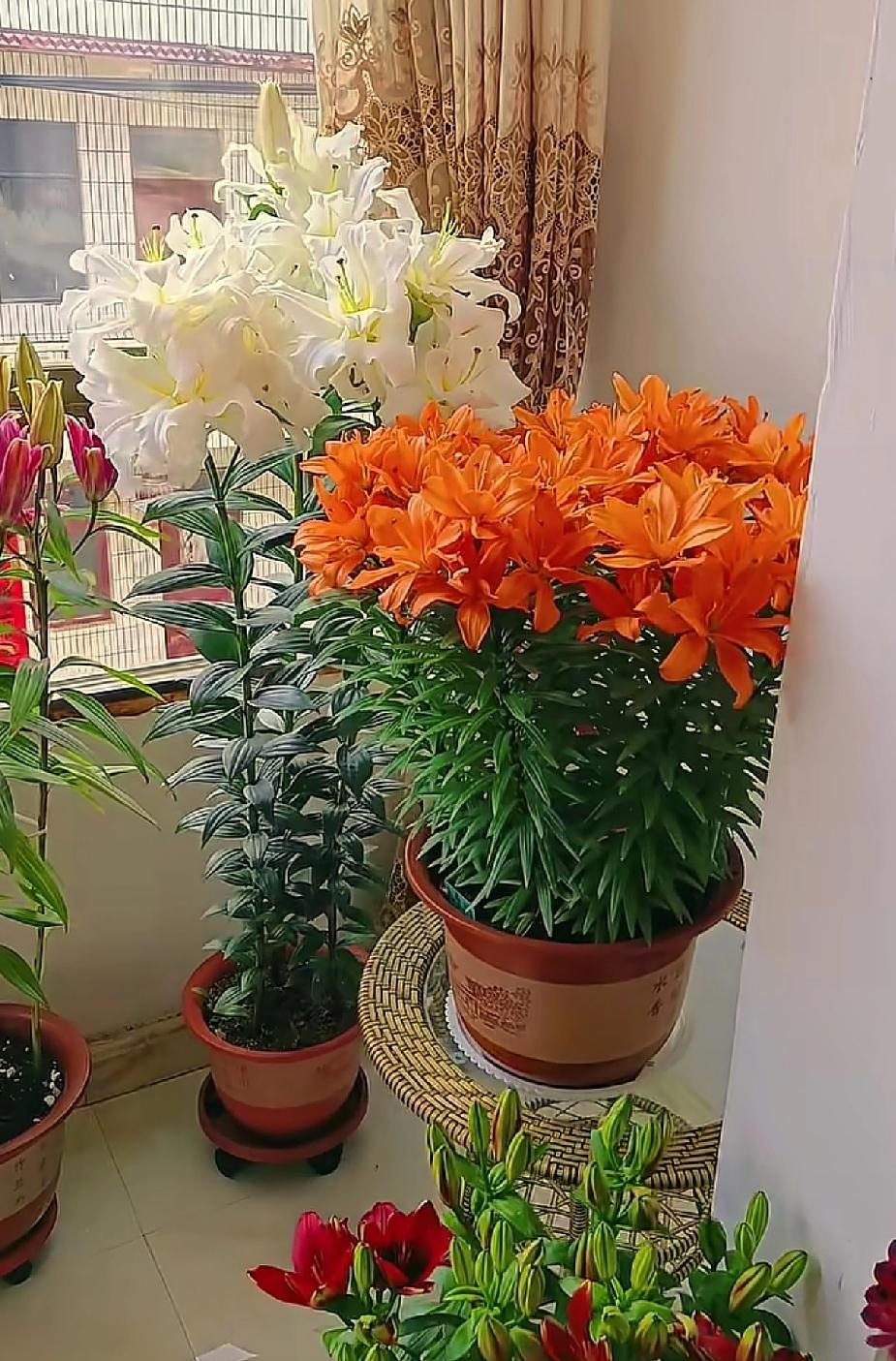 晒一张你拍的花随手拍～