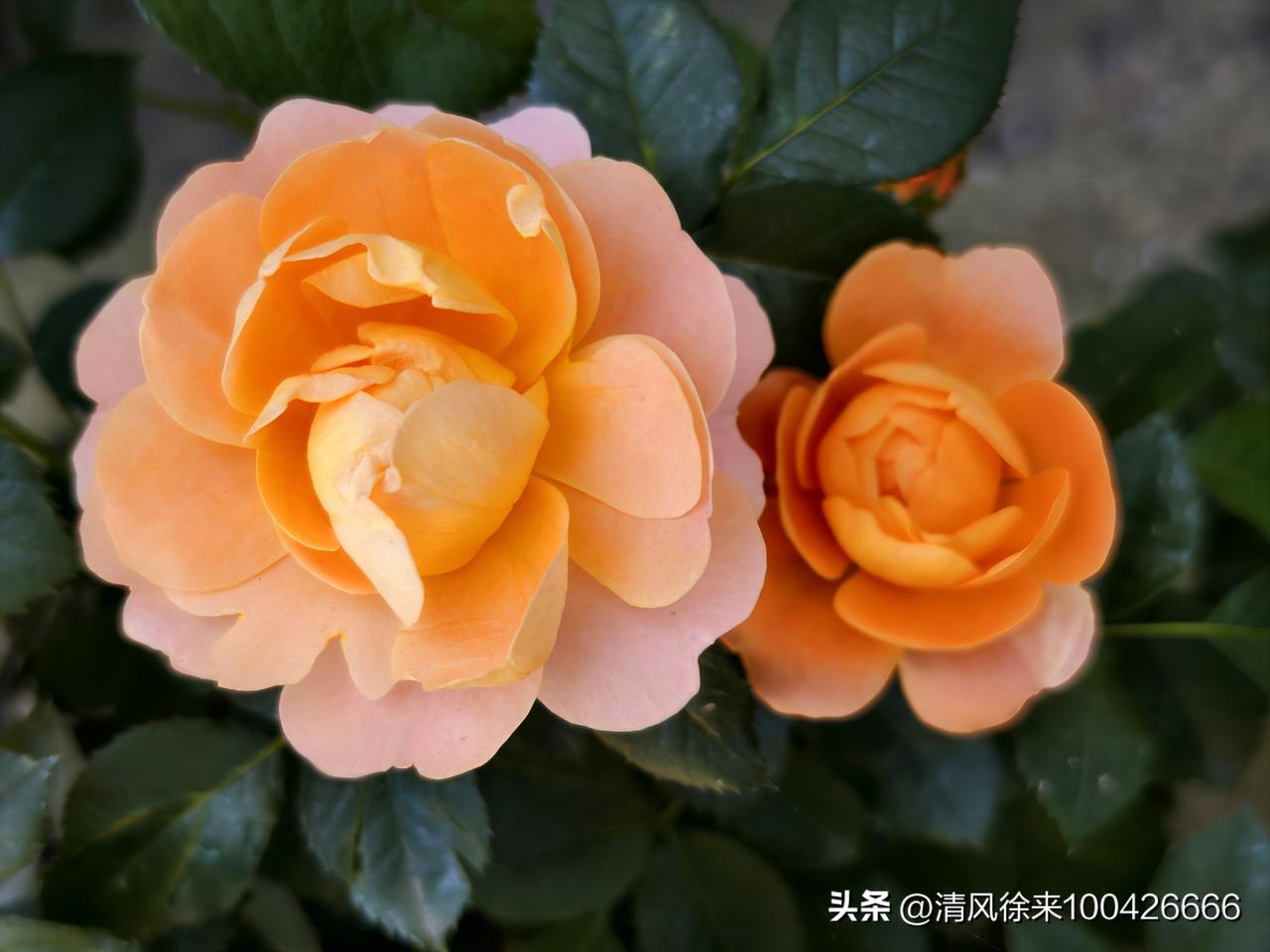相册里的花花草草月季花