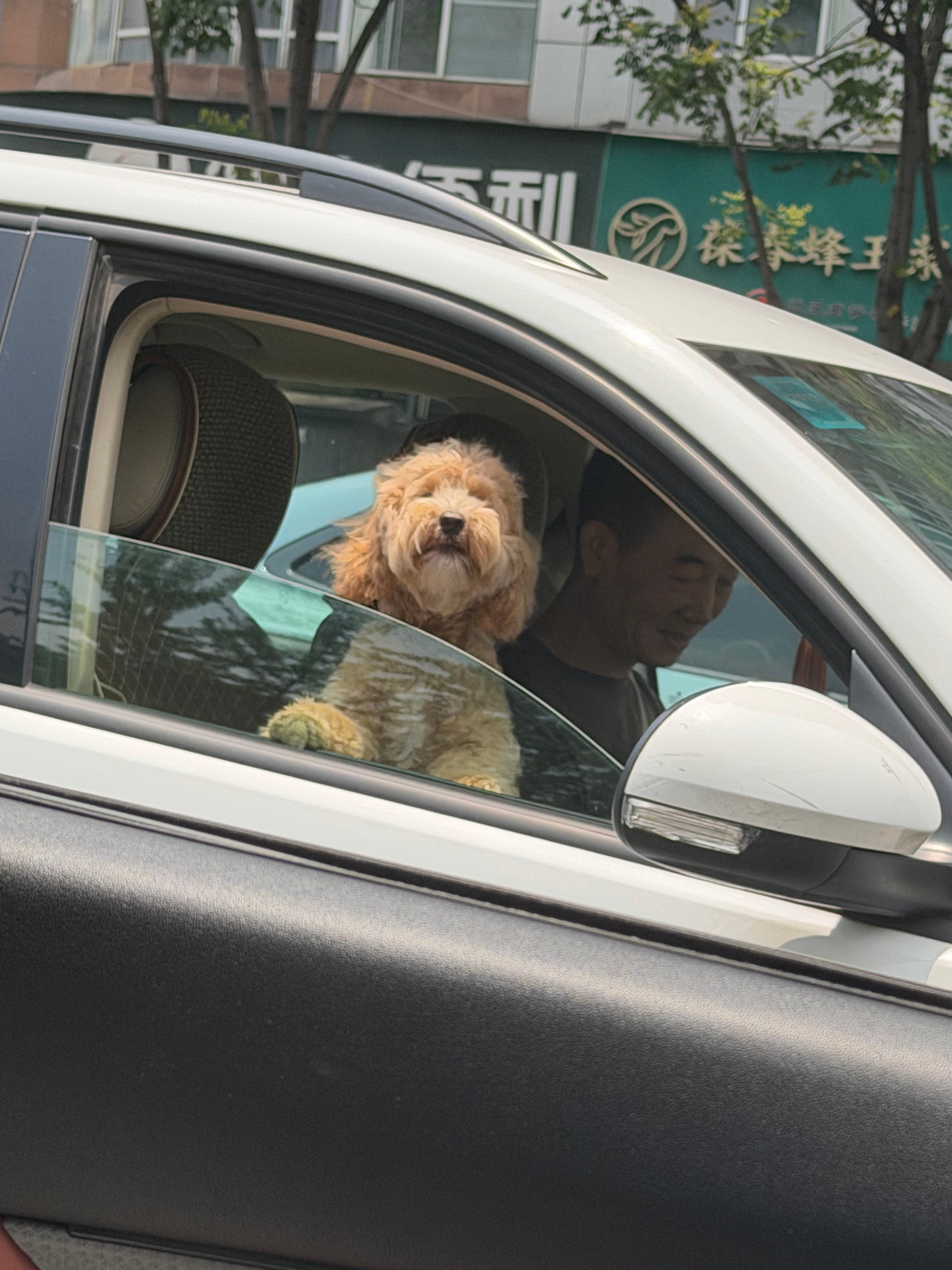 小狗对我叫 