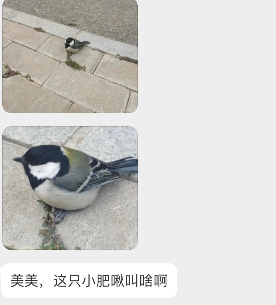 路边发现一只【大山雀】肥嘟嘟的🙊 ​​​