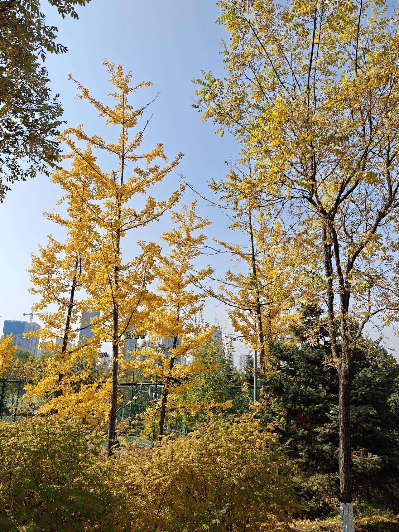 秋天就这么悄然而至，一阵风过，世界换了颜色。午后阳光不再毒辣，像琥珀般柔和，将万