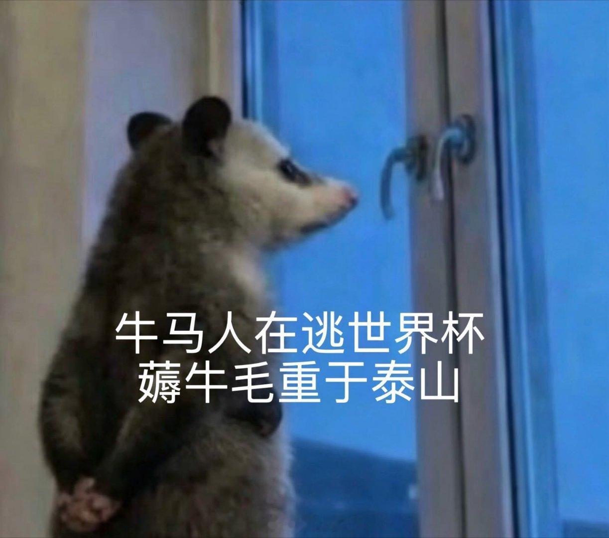 蒙牛不愧是我体育圈的最强人脉世界杯全民狂欢就是说，你懂不懂球，你都能看世界杯，且