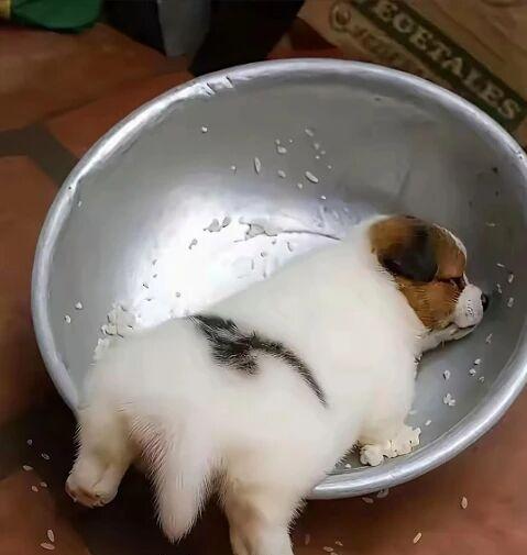 吃了就睡，具象化，活得没心没肺！今天也吃饱了