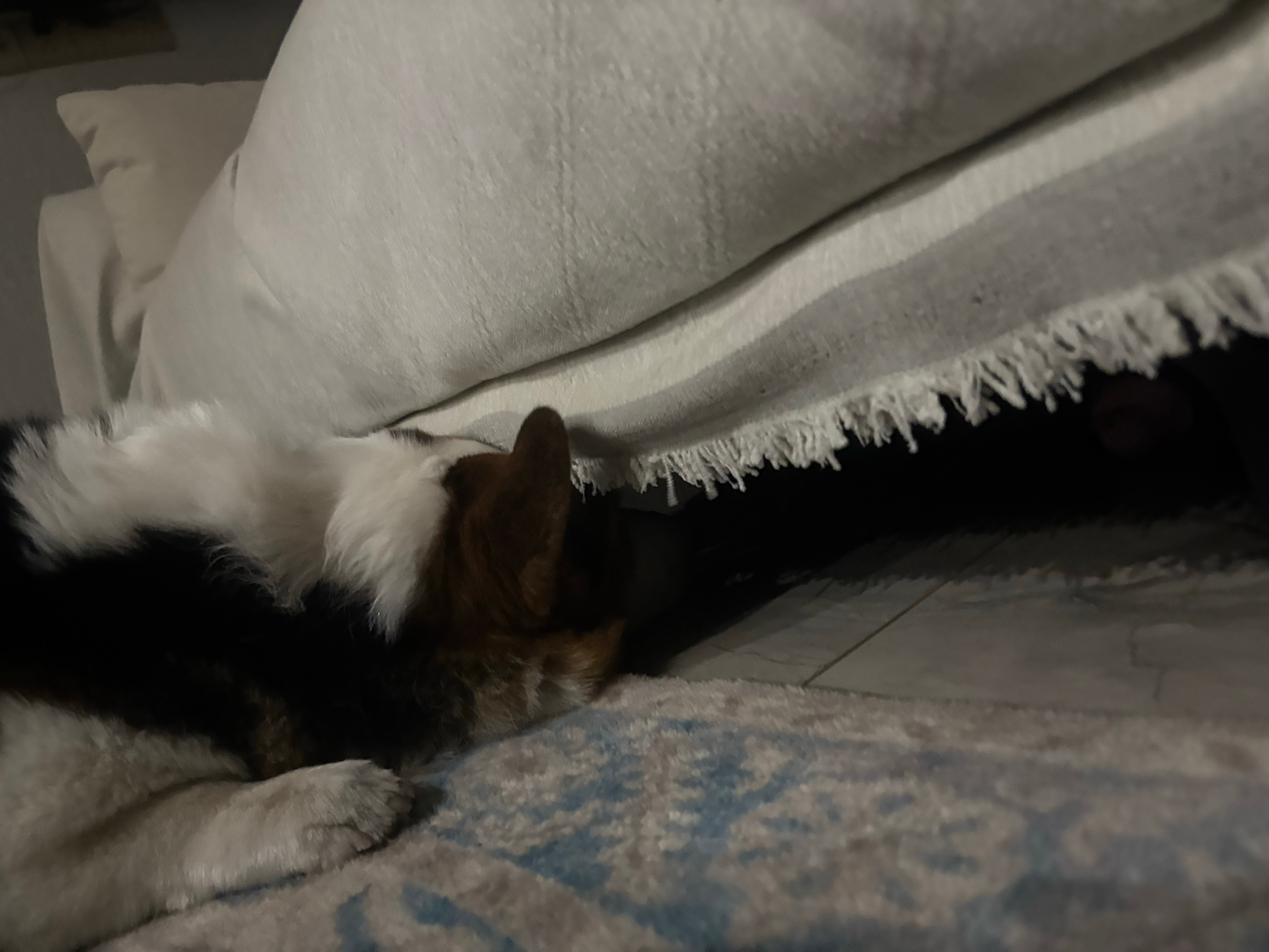 腿只有四公分但是鸭子掉进沙发底下二十厘米怎么办 