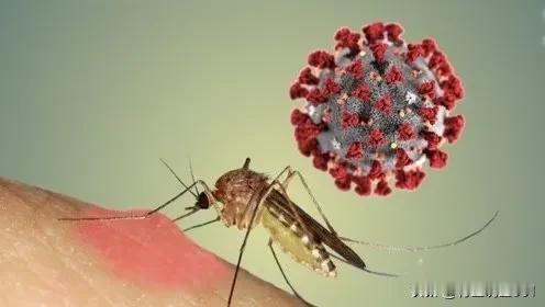 基孔肯雅热：从感染到康复的全面指南，解答你的所有担忧
 
夏季蚊虫活跃，一种由蚊