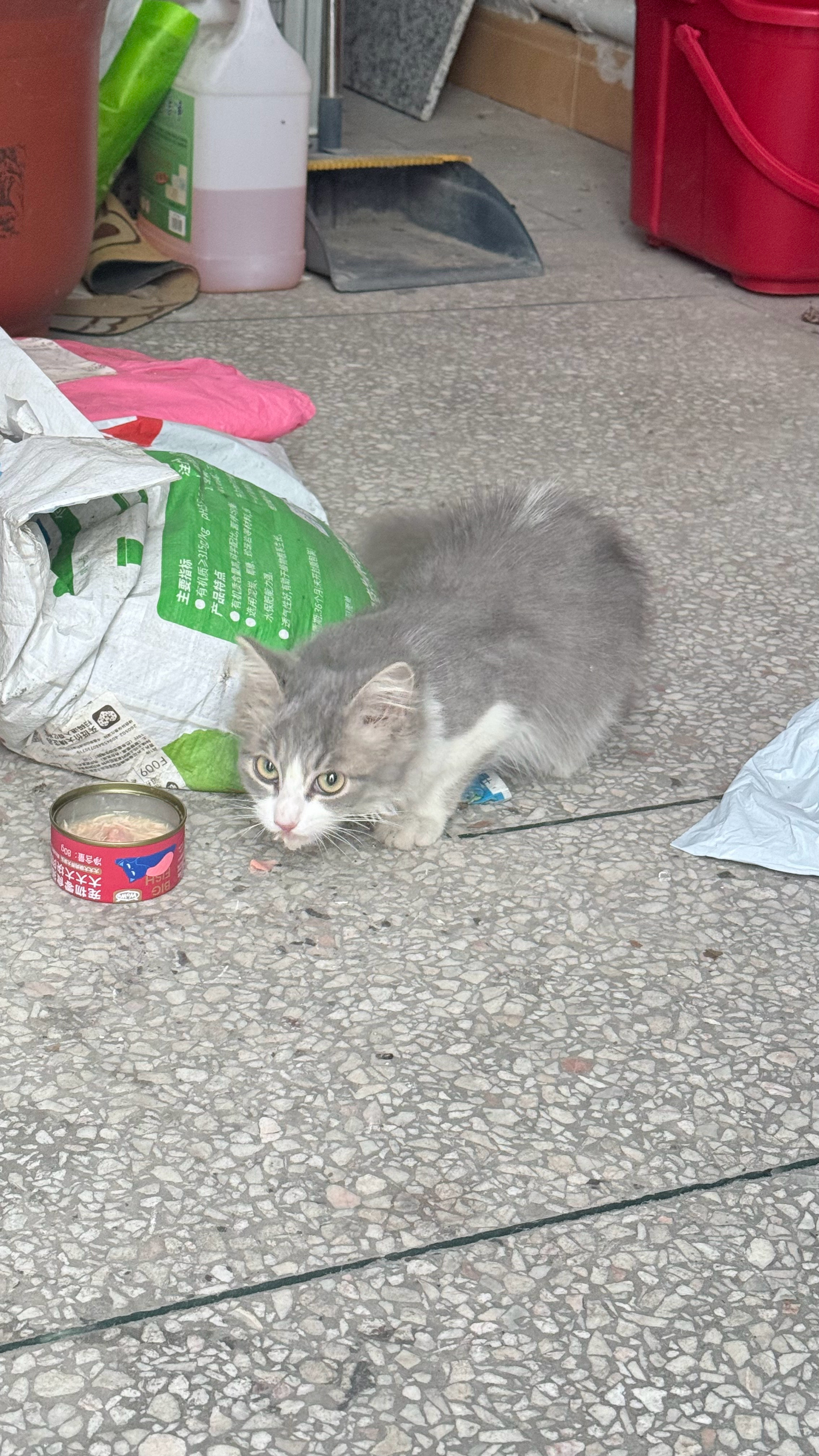 又捡到一只猫 ​​​