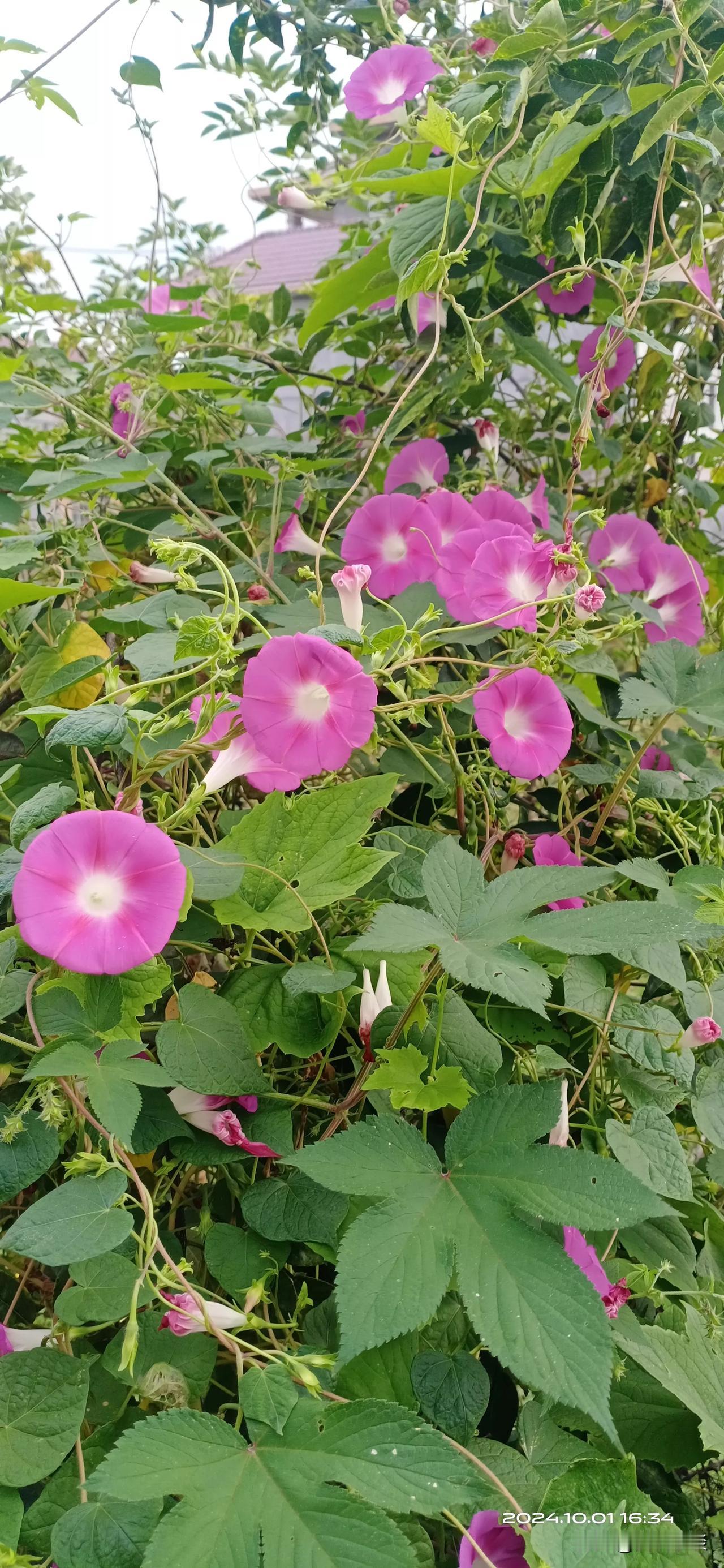 师友周末快乐！愿您事事如意，生活如玫瑰般美好！[万柿如意][万柿如意][万柿如意