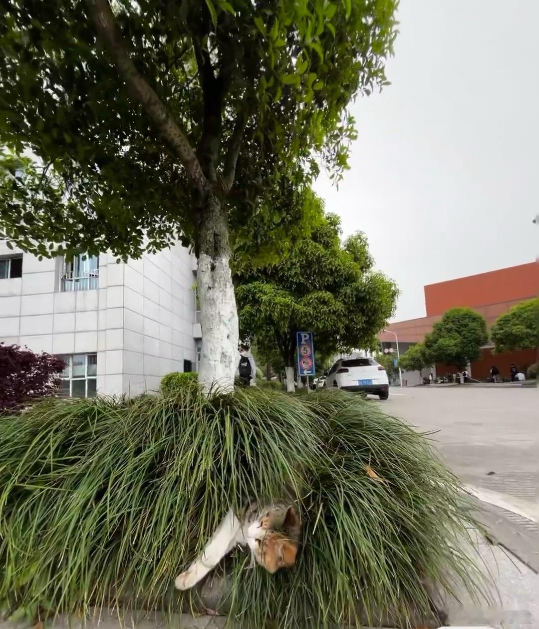 降温了小猫就会这样变得圆圆的学校的猫学长，睡姿太潦草了哈哈哈哈 ​​​