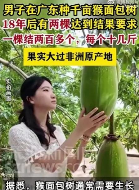 20年以上才结果！广东男子18年前种下约1000亩，如今只有2棵结果
 
谁能想