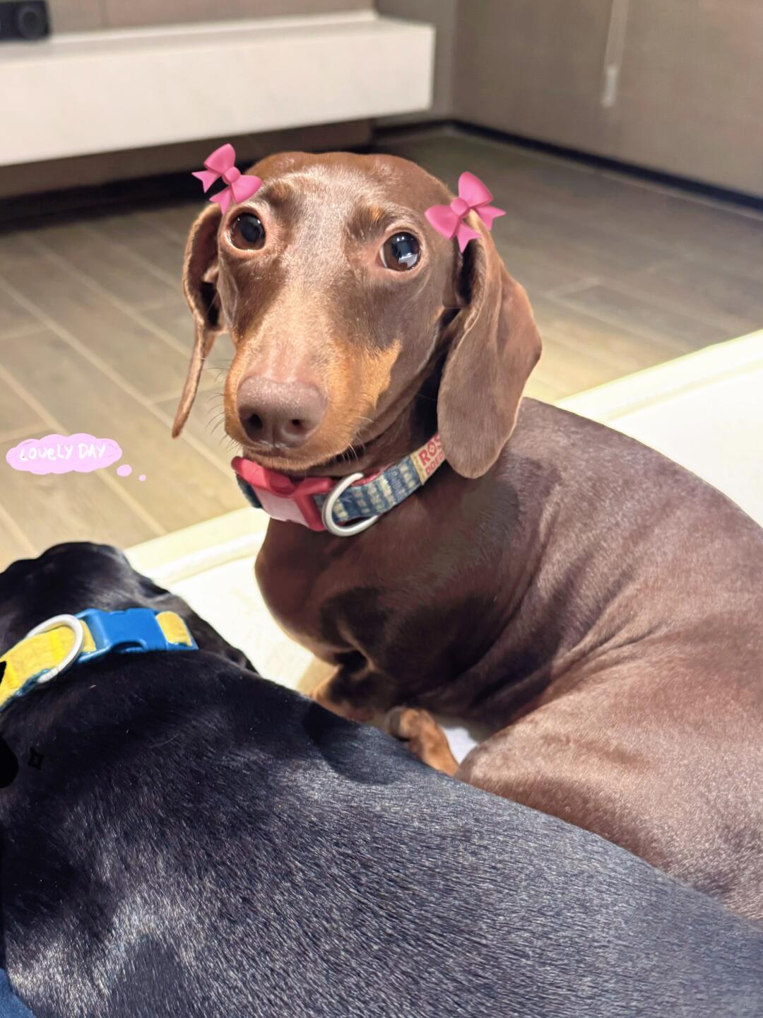 闺蜜新年祝福来了！赵露思