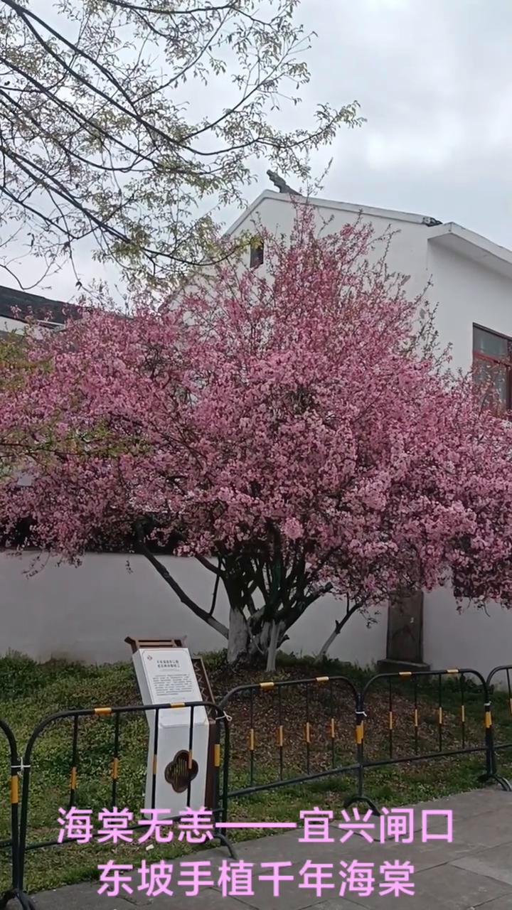海棠无恙--宜兴闸口。
东坡手植千年海棠。