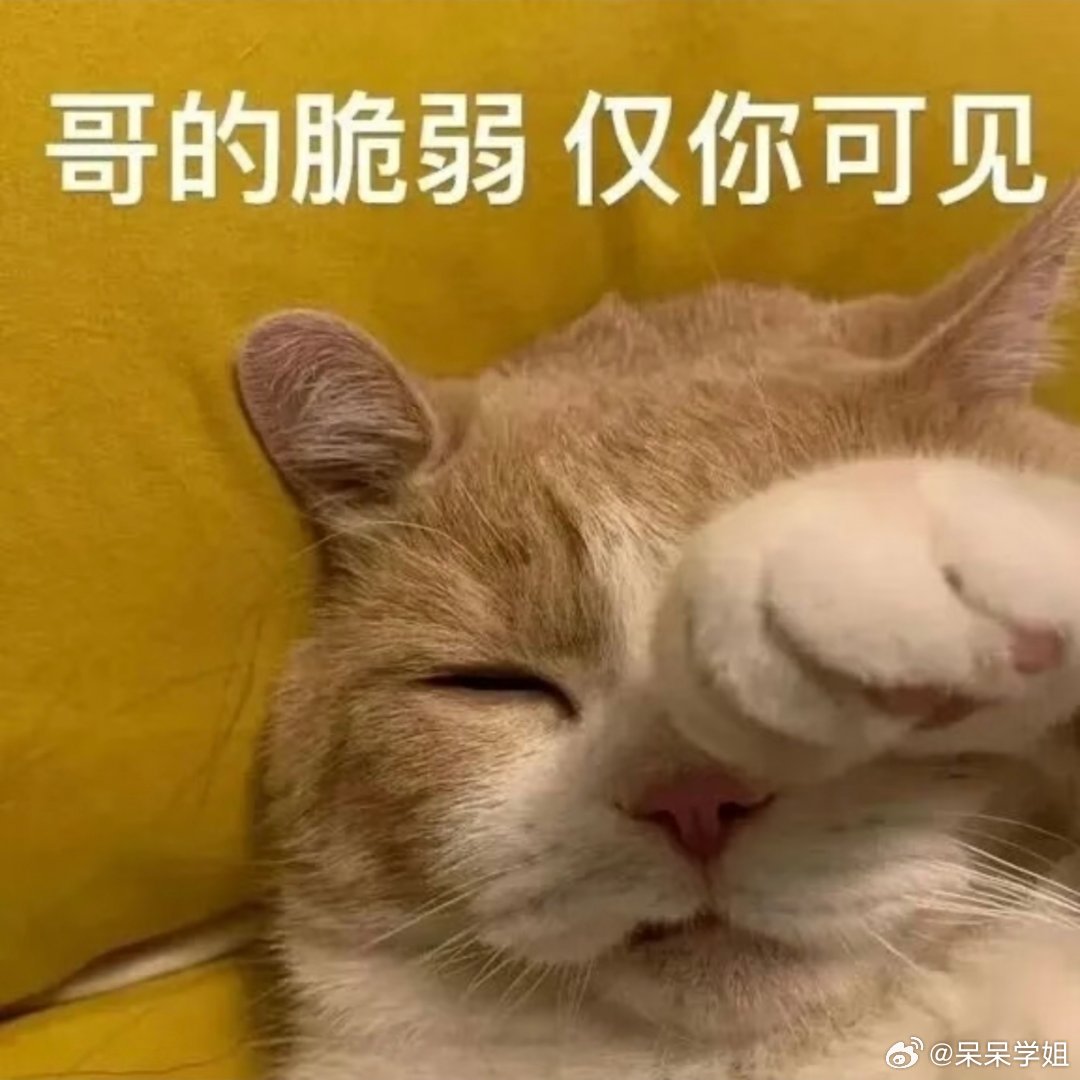 猫咪表情包分享。 