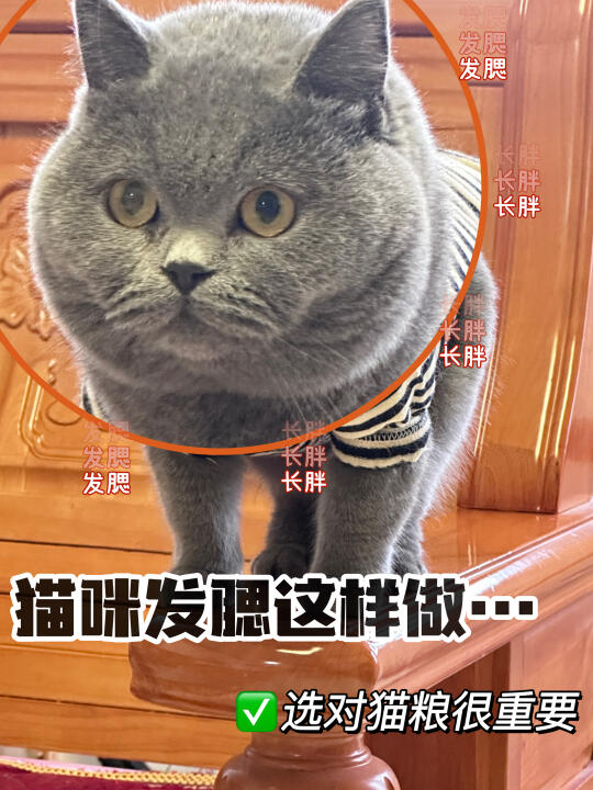 猫咪长肉很难么❓那是粮没选对…