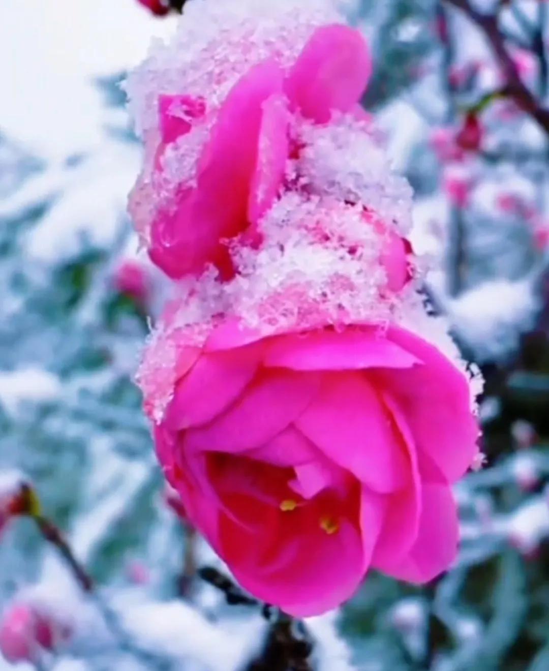 你若盛开，清风自来[微风]
这句充满诗意的话语，宛如一盏明灯，照亮了我们前行的道
