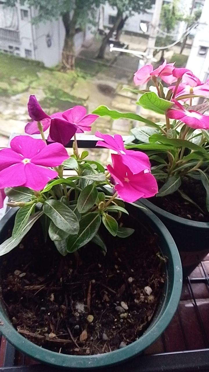 今年春天最想的就是去桂林山水甲天下。看看象鼻山，参观桂林书画市场。