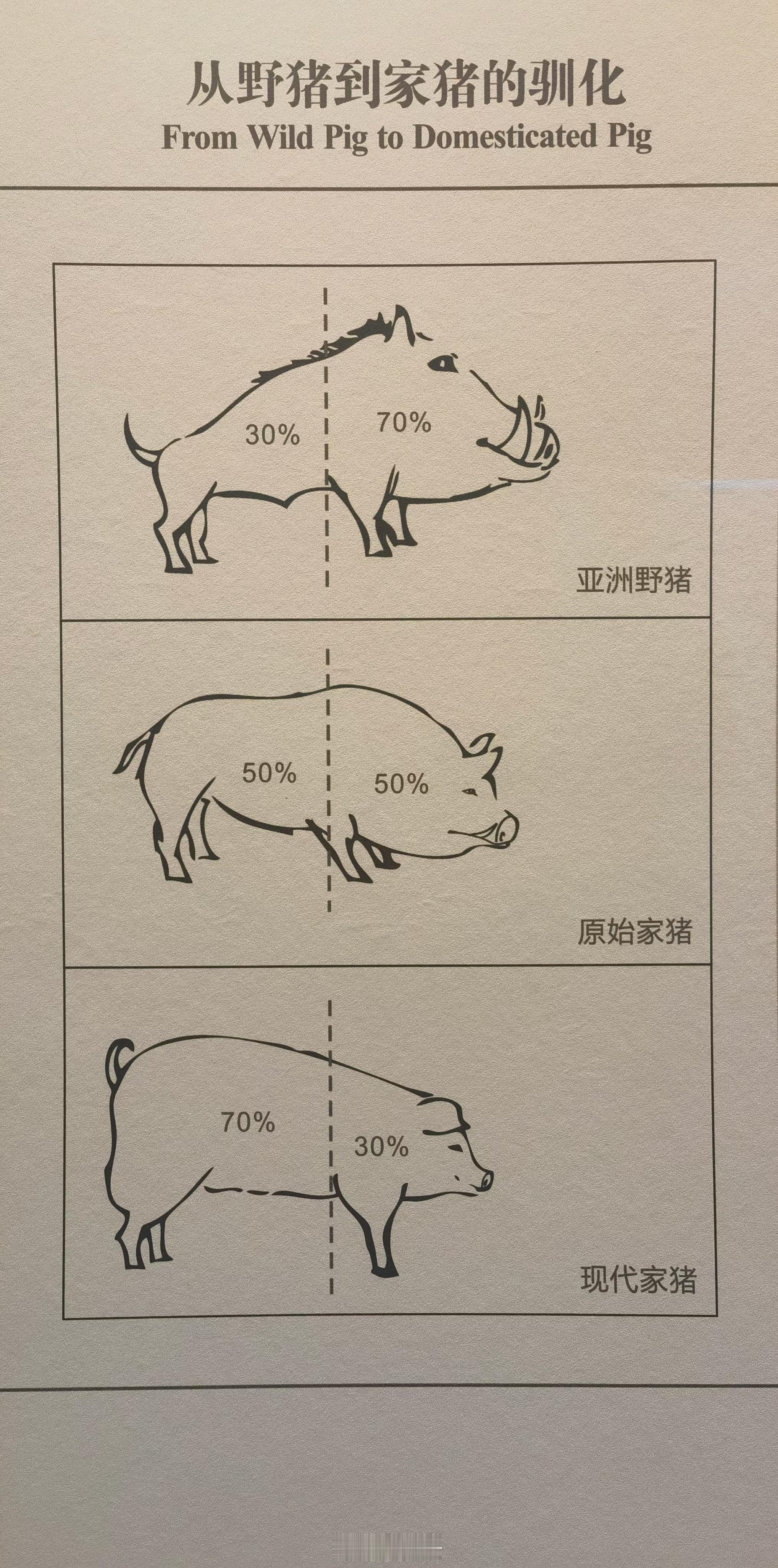 🐷的进化——自由者头大，被豢者臀肥。不朽者——朽也。​ ​​​