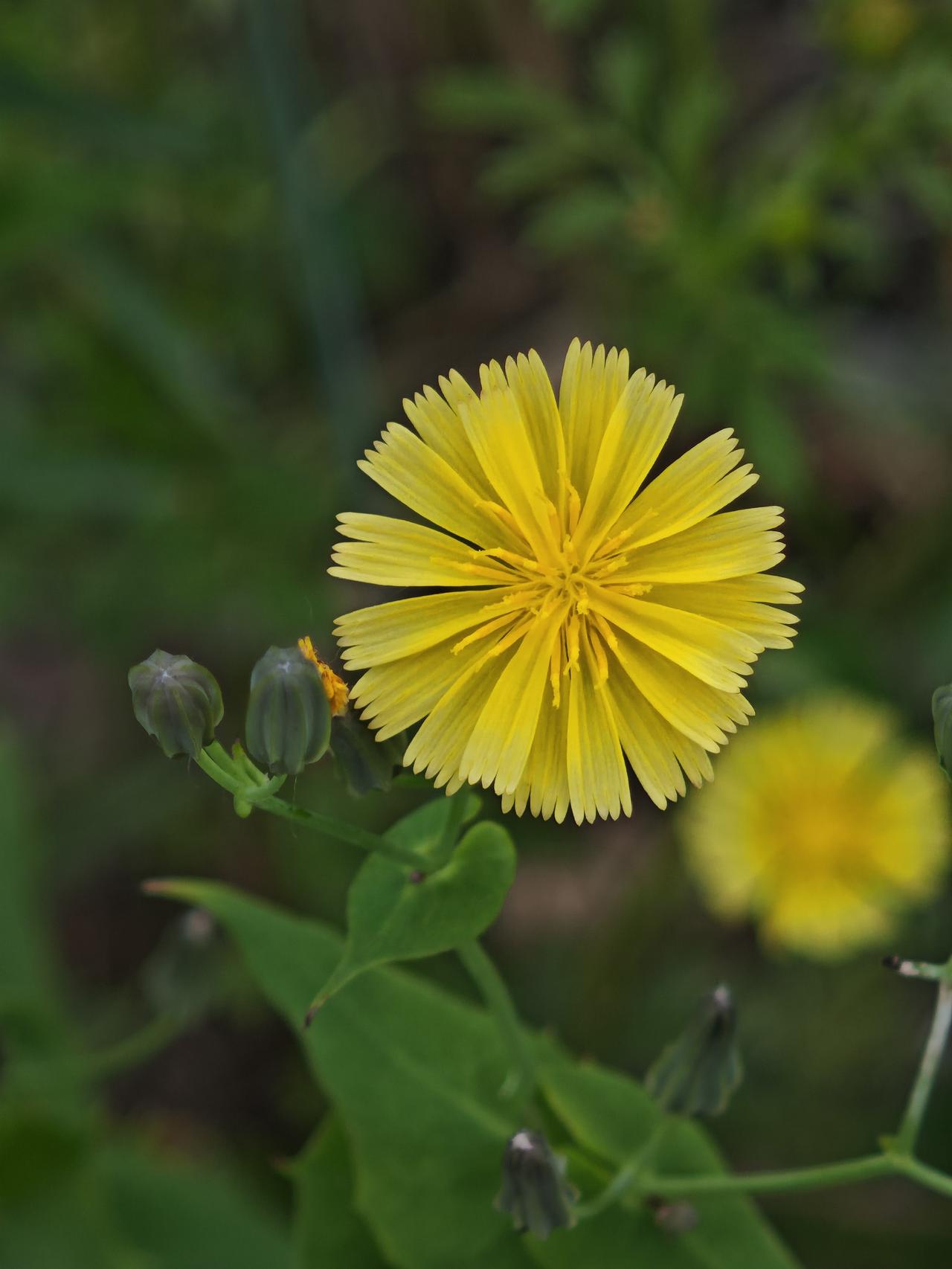 黄鹌菜，这种花民间俗称很多，最常见的有苦菜、黄花草、苦苣菜、山苦荬等。

绿柳春