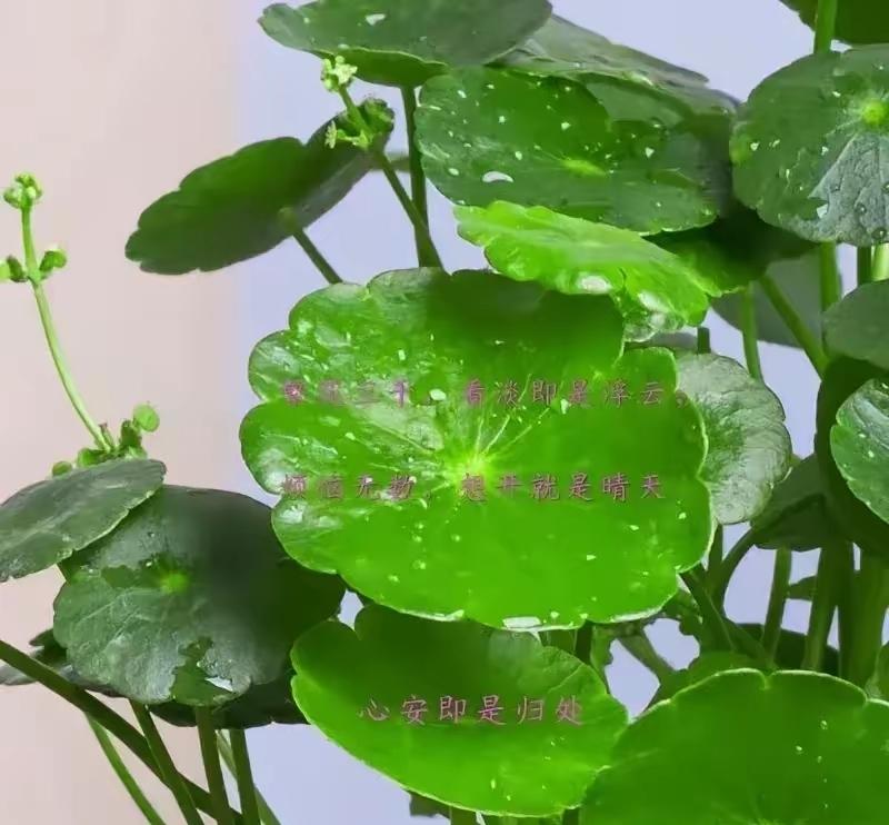 父母把饭菜端到孩子手边，孩子盯着手机连句“谢谢”都懒得说。
父母累得直不起腰，孩