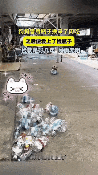 谁能想到，一只法斗犬竟然把“捡瓶子换肉吃”这件事，干成了好几年的坚持！
 
就因