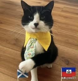 这只猫猜世界杯胜负，它居然连猜21场全中，如今它被称为世界杯“预言猫”，已经在网