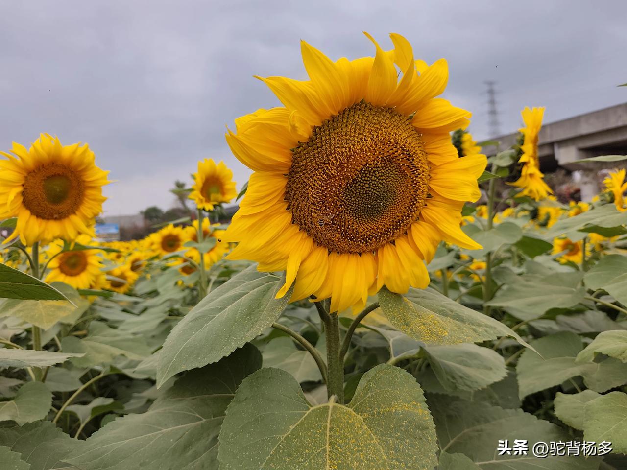 新年生活图鉴春节，横沥镇金黄色的向日葵微笑好漂亮，这是马年一路锦绣的好开端。马年