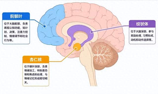 为什么和青春期孩子“讲道理”最没用？脑科学给出了答案！