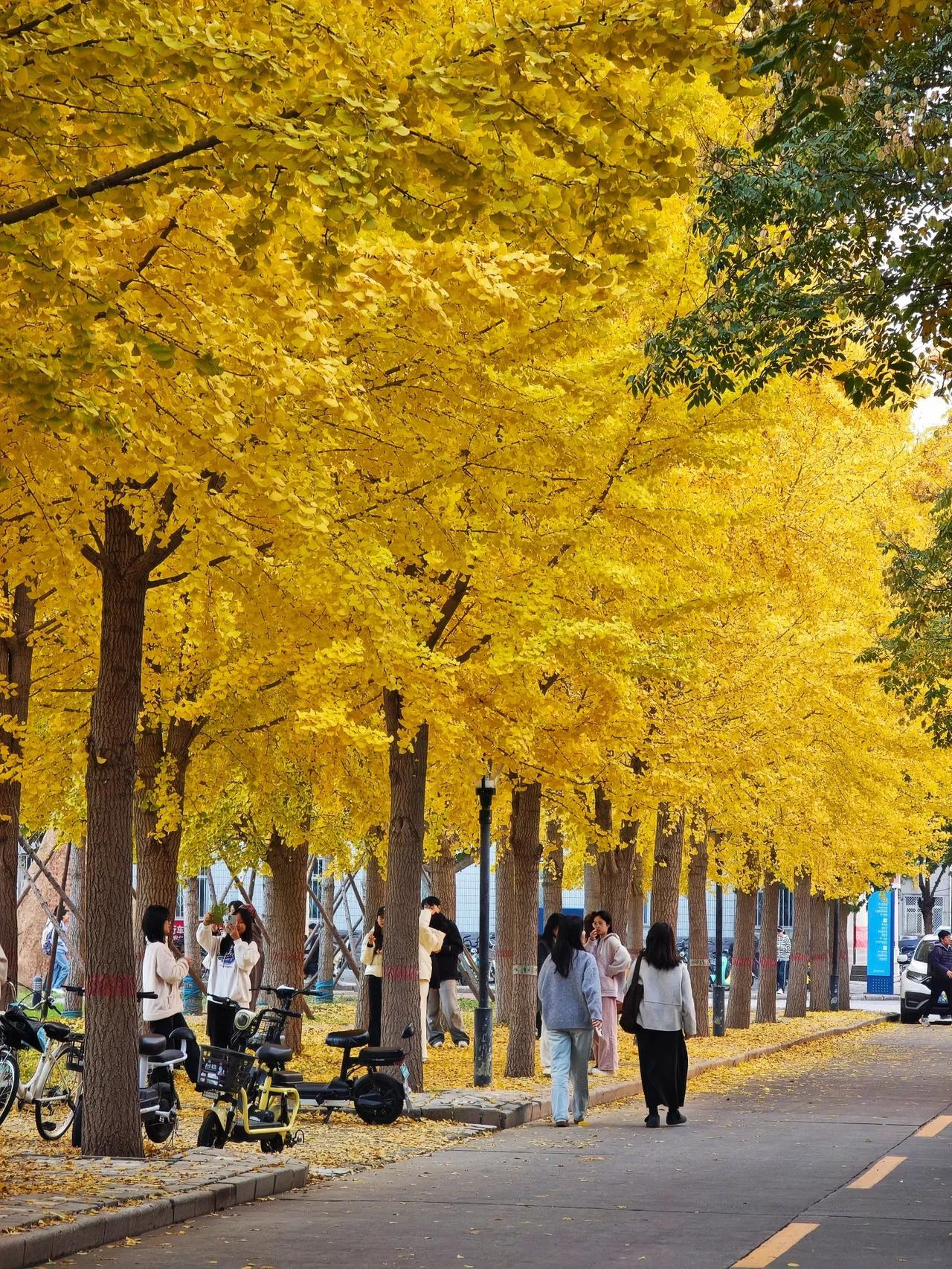 🎵河北经贸大学金秋银杏节——金色盛宴即将开启！
河北经贸大学金秋银杏节 石家庄