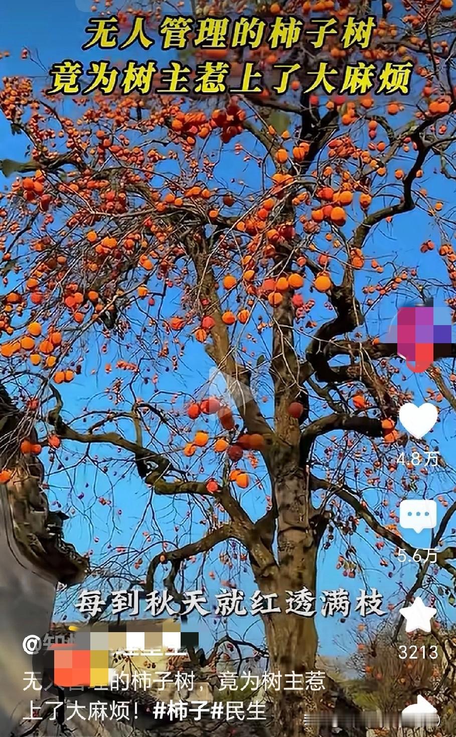 太奇葩了，这样的事情是不是很少见！
河南一男子多年外出打工不回，家中一颗柿子树长