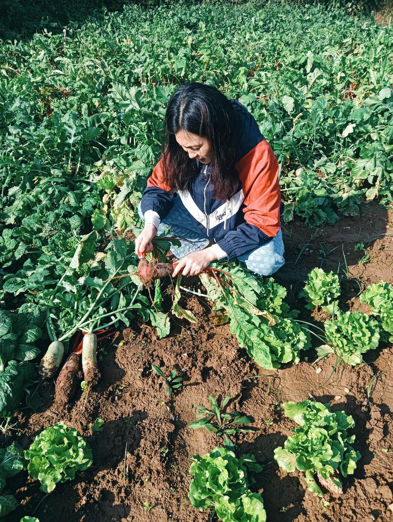 有机蔬菜大量采摘