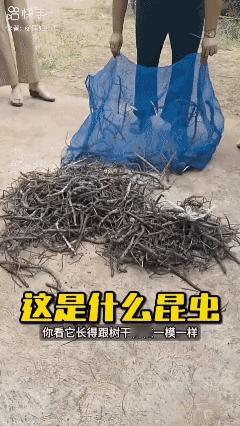 这是啥东西啊？！[泣不成声]
好像还能吃！😱