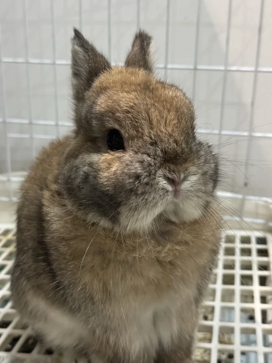 这么可爱的小兔也被遗弃？📍杭州