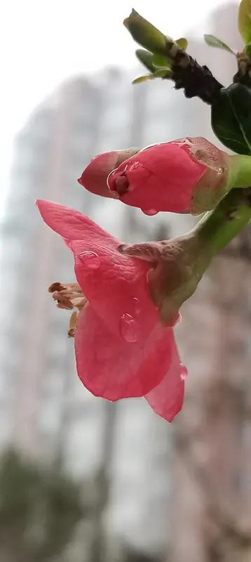 上联：秋风卷落相思叶，如何对下联我对的下联是，春雨催开缱绻花。