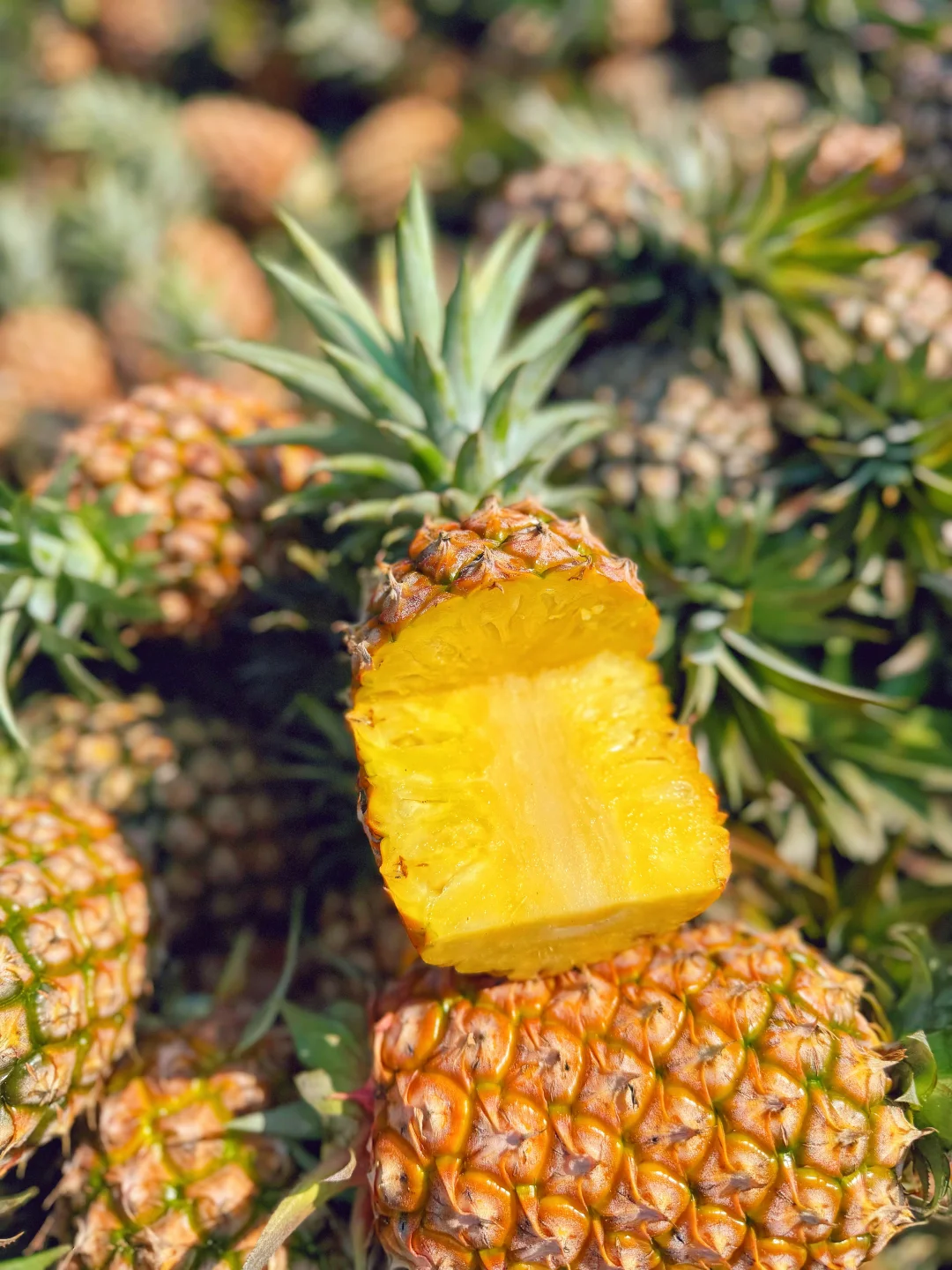 树上自然熟的金钻凤梨，不甜包赔