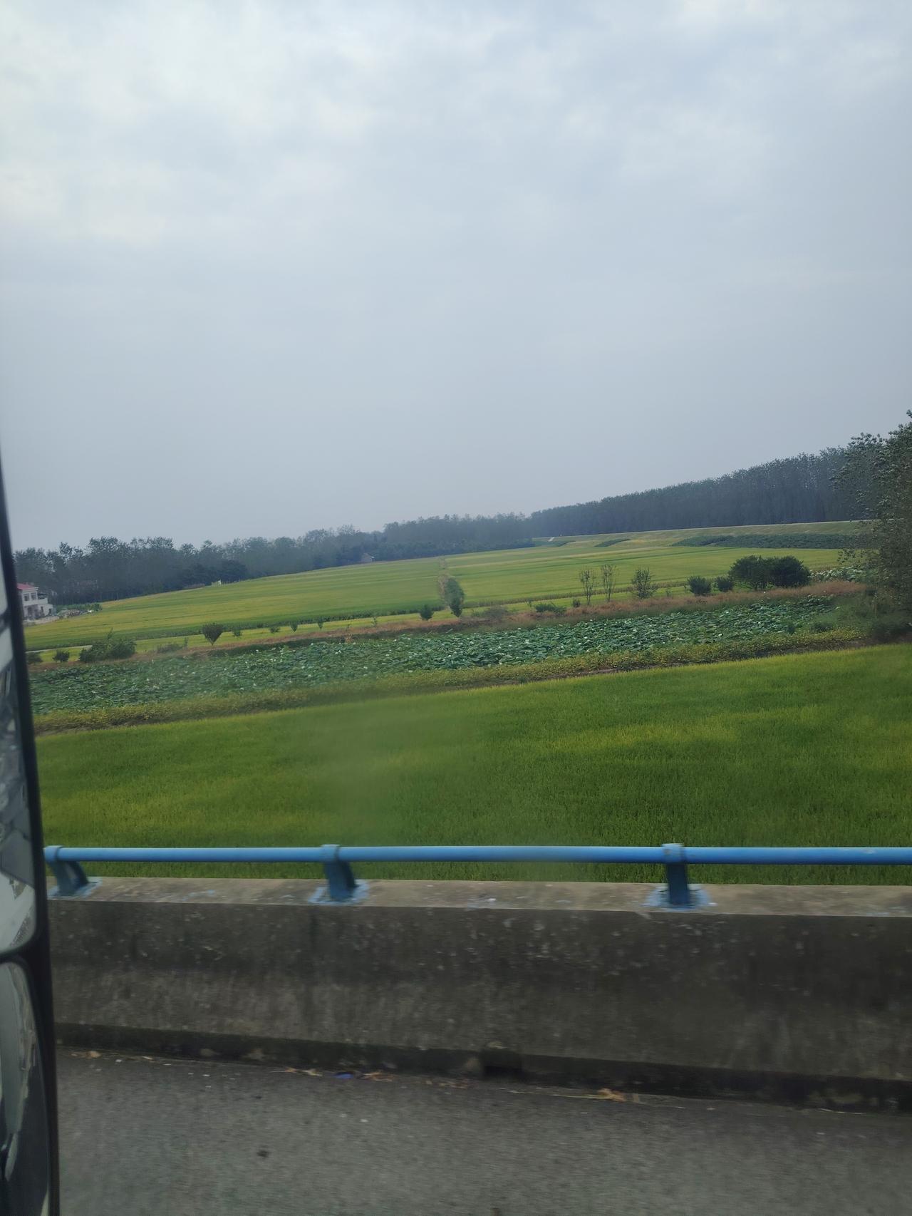 荆州市公安县，这里是鱼米之乡，二季稻长的非常好
 
说起湖北荆州公安县，很多人第