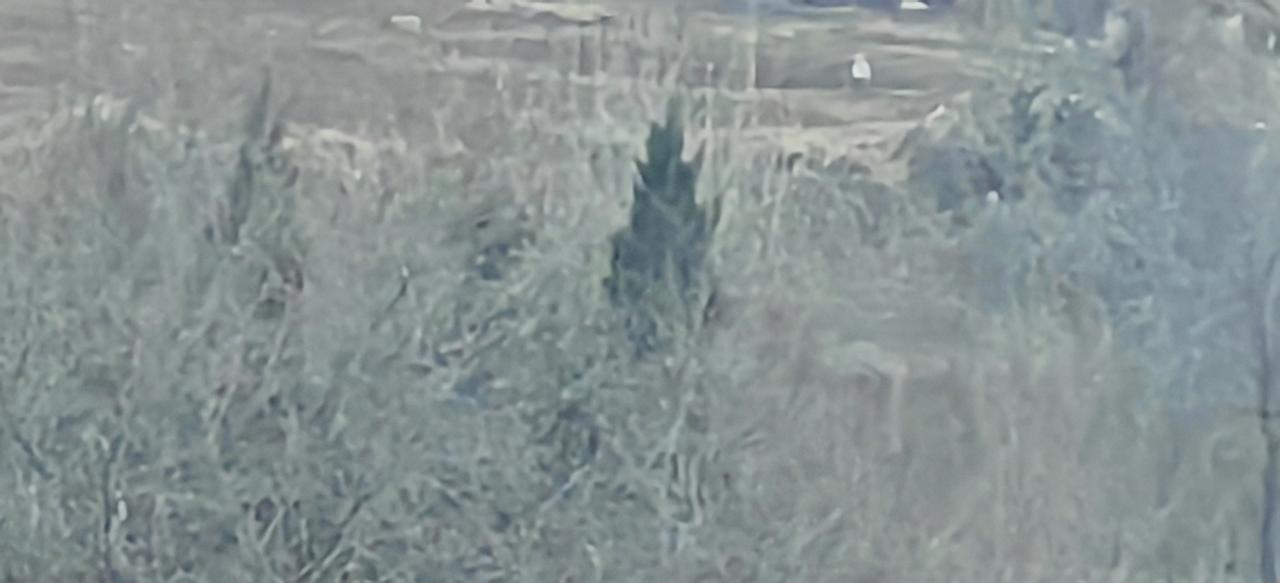 荒野中的一抹绿
      一株塔松在枯黄的草地上，格外显眼。