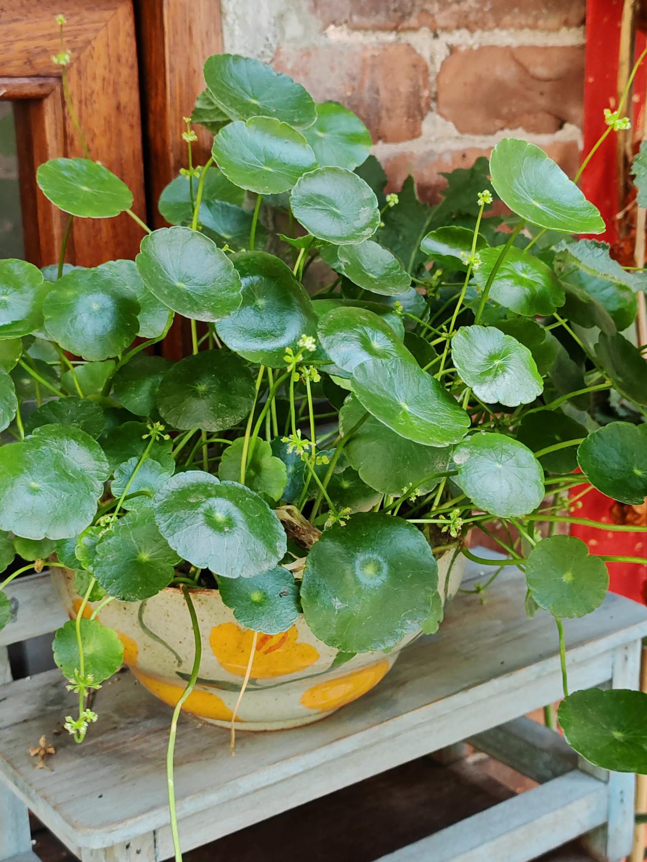 一花一世界，一叶一菩提。