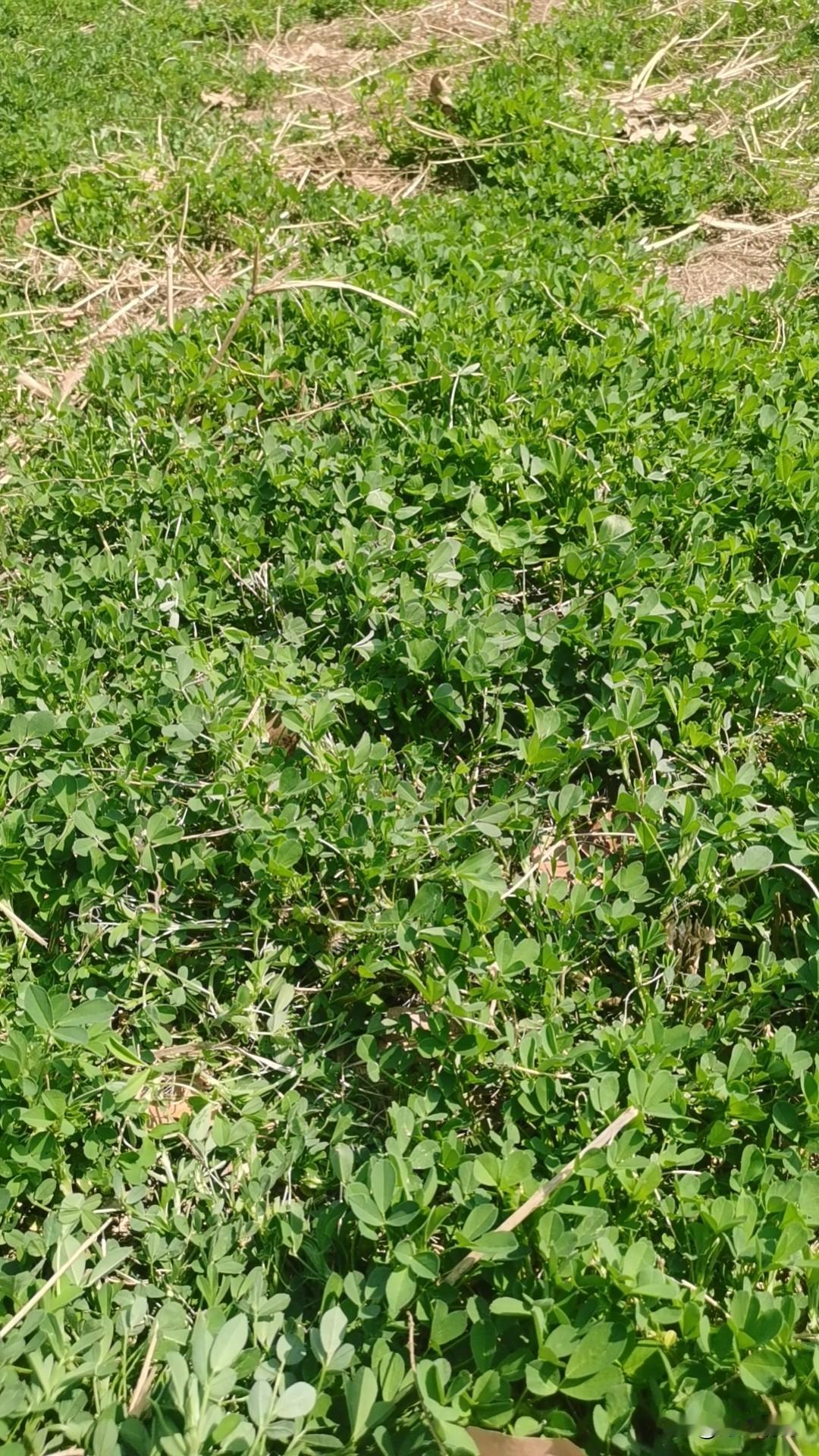 同样的野菜，现在吃起来和五十年前，有着不一样的感觉，也有着不一样的情怀。
现在的