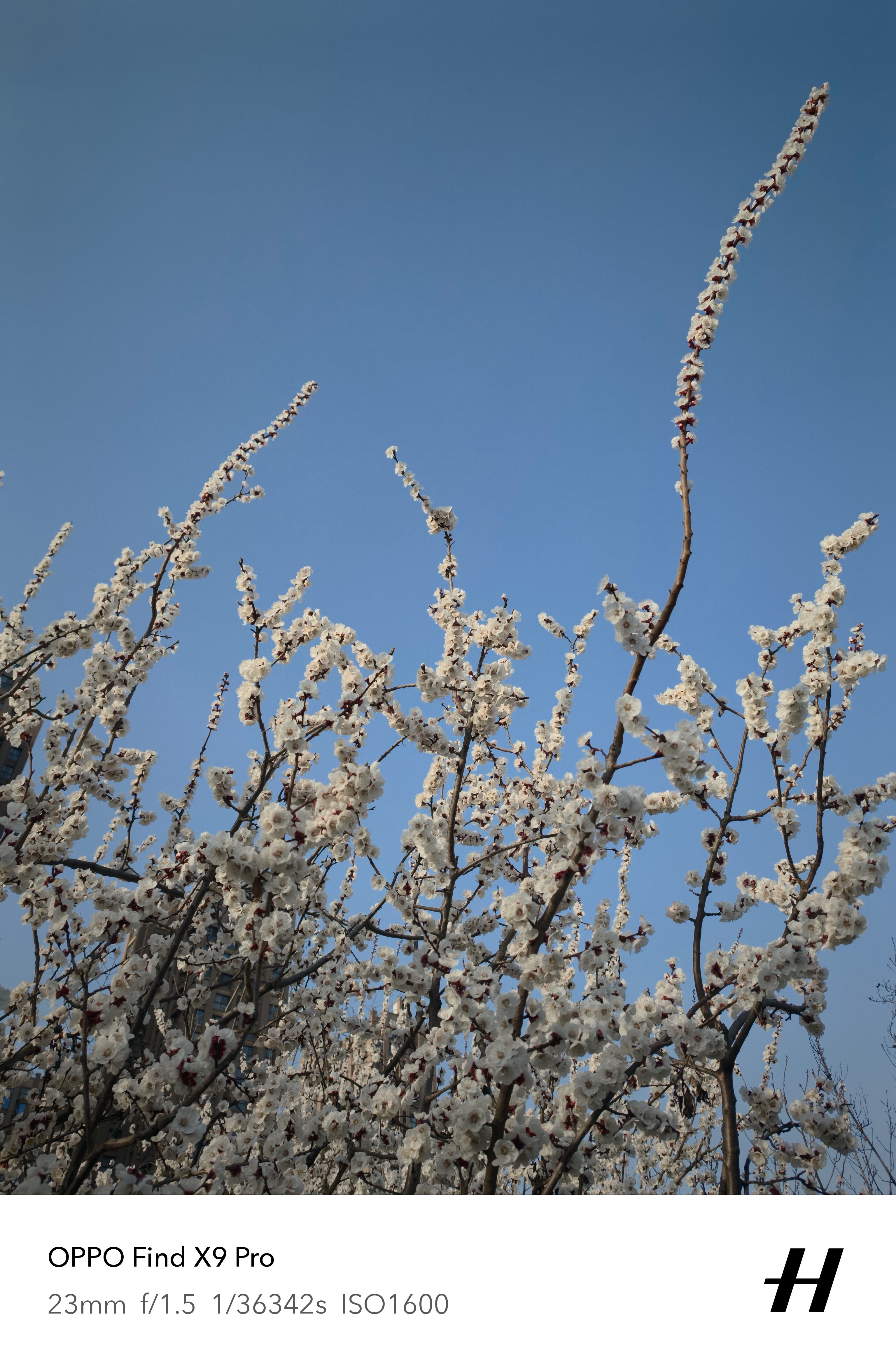 北方终于慢慢有春暖花开的感觉啦……看家门口花都开了，用OPPO Find X9 