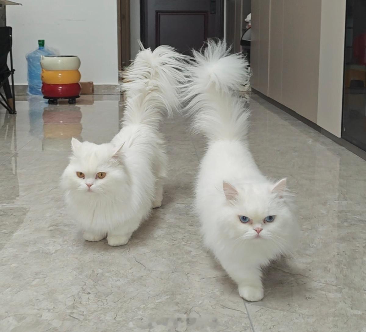 无畏为自己的猫正名了咪也来为发财发声，咱们财财只是毛厚看着Duang大，绝对不是