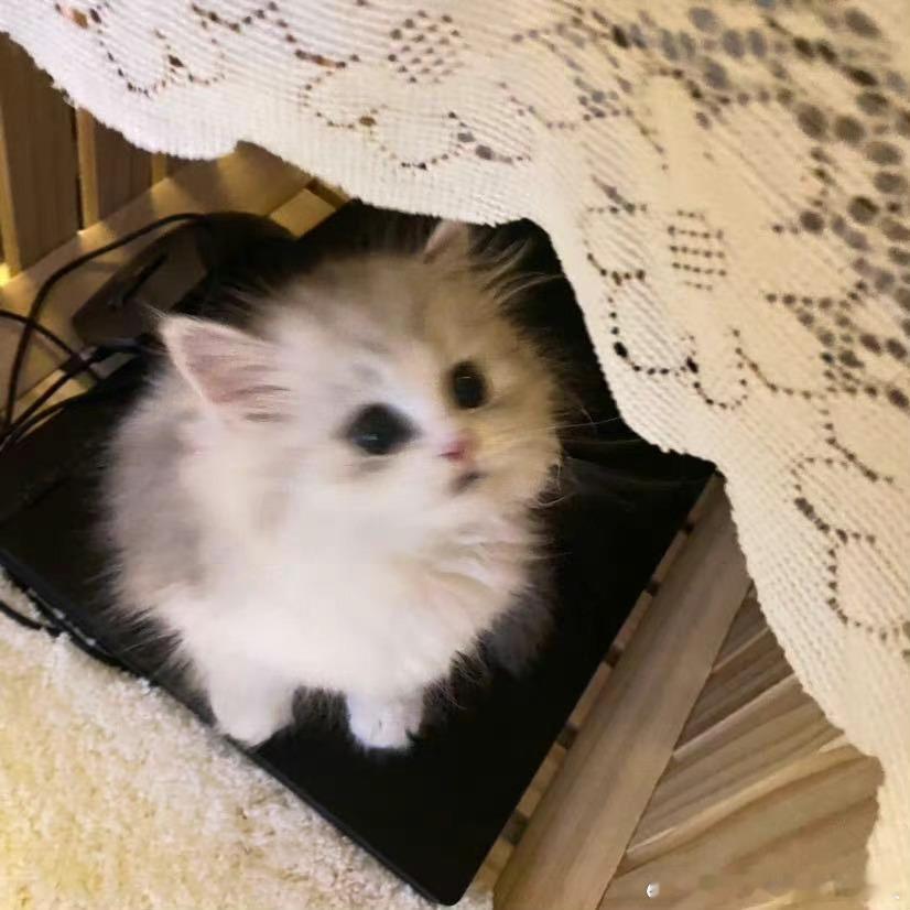 不丢[超话]小时候的炸毛小丢😺 ​​​