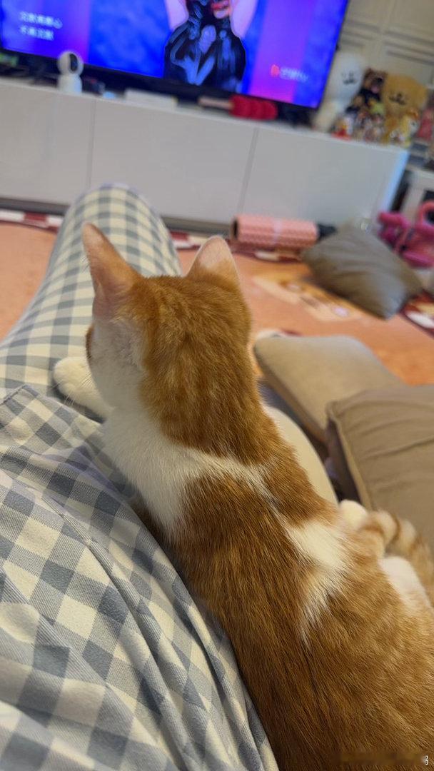 我的猫好可爱 