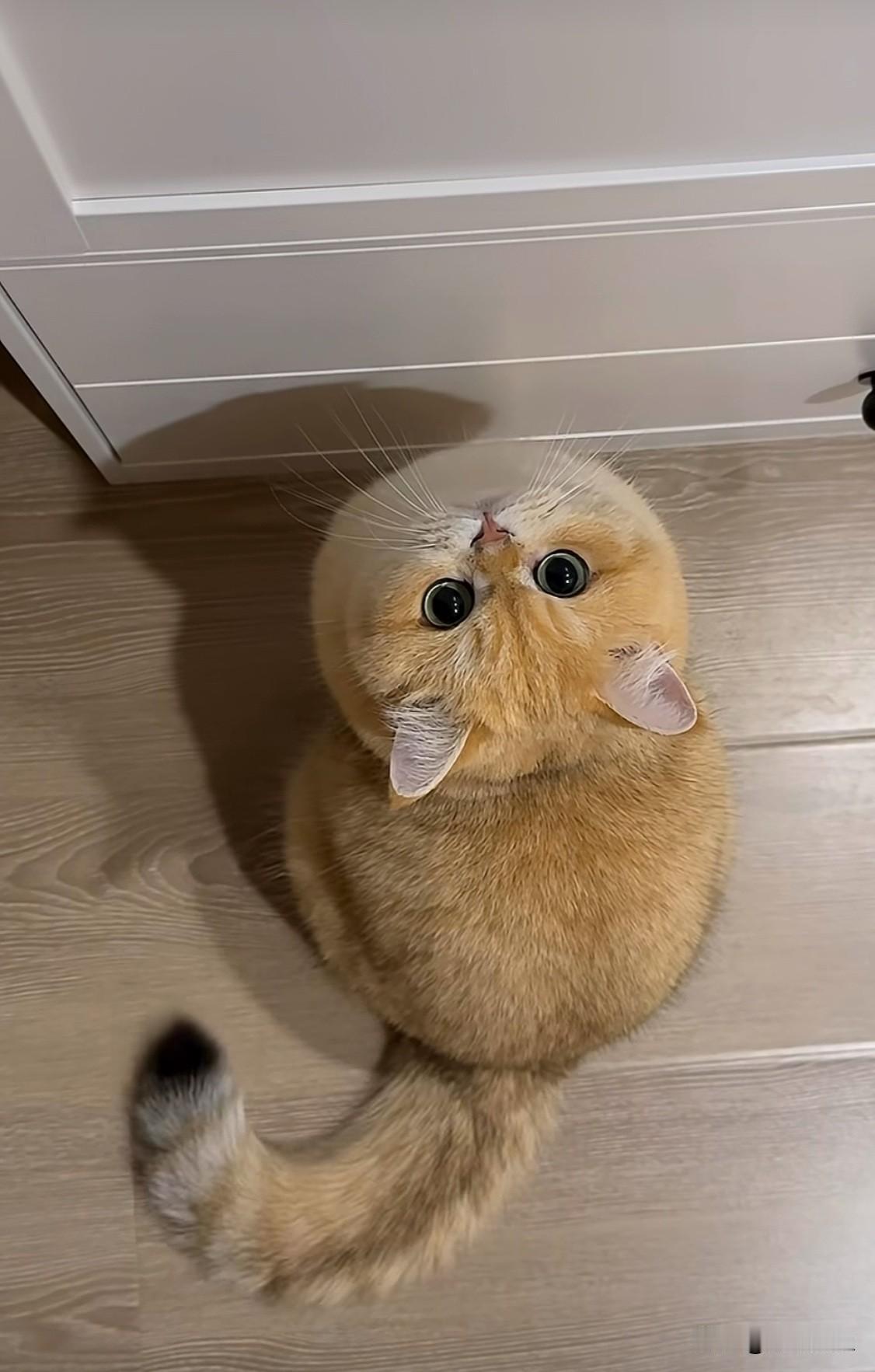 好可爱的QQ猫！