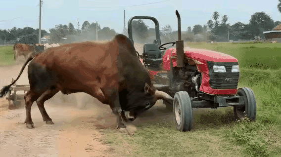 这条牛为何发疯了呢？是那红色的拖拉机颜色引发的吗？为何其他牛都不去顶撞拖拉机呢？