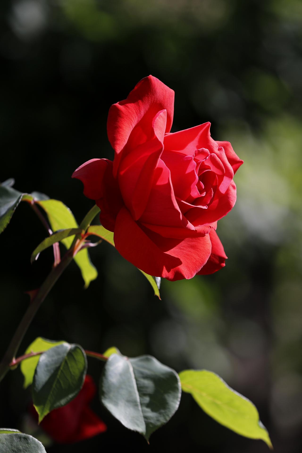 我爱月季花

月季，顾名思义，四季繁花，月月芬芳。
它爱的热烈、坚韧坚守、绵长欢