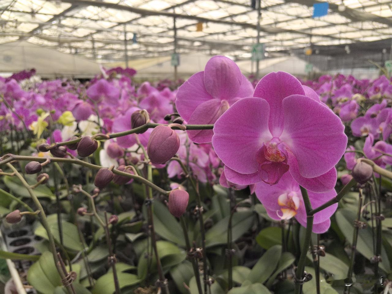 夏日又到，不妨到南宁西乡塘的农业职业大学基地八桂田园，与满室绽放的蝴蝶兰来一场四