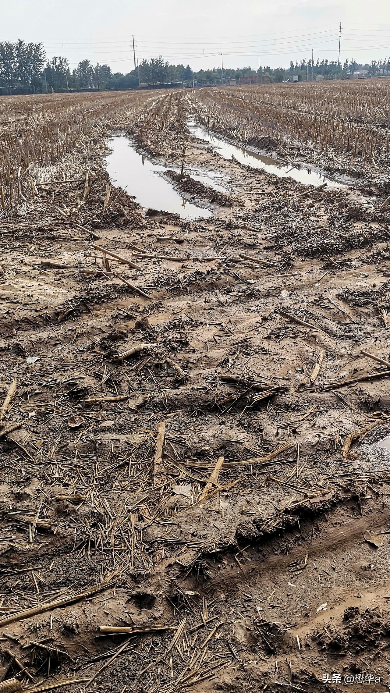 秋涝
积潦浸农田，耕种成难题！
路边小野菊，旱涝都适宜！