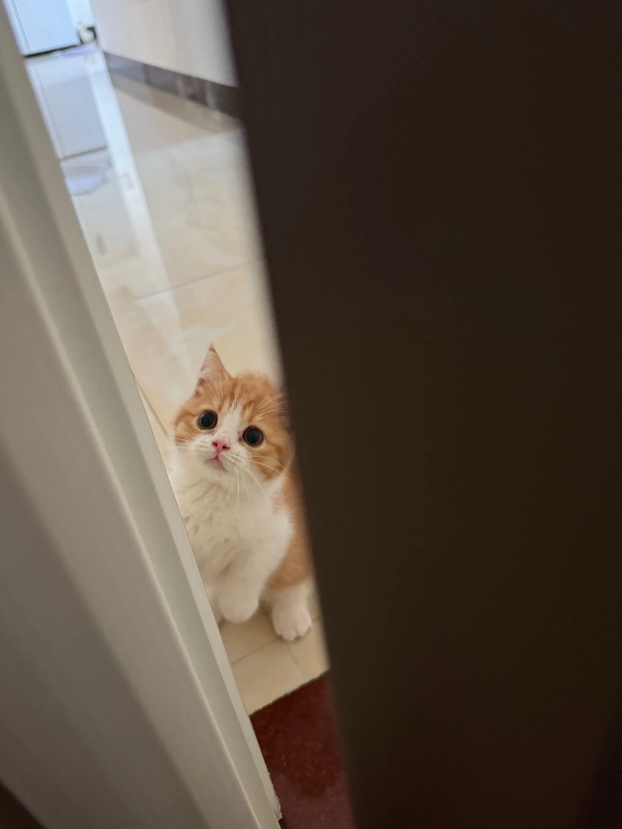 我可以进来侍寝吗？