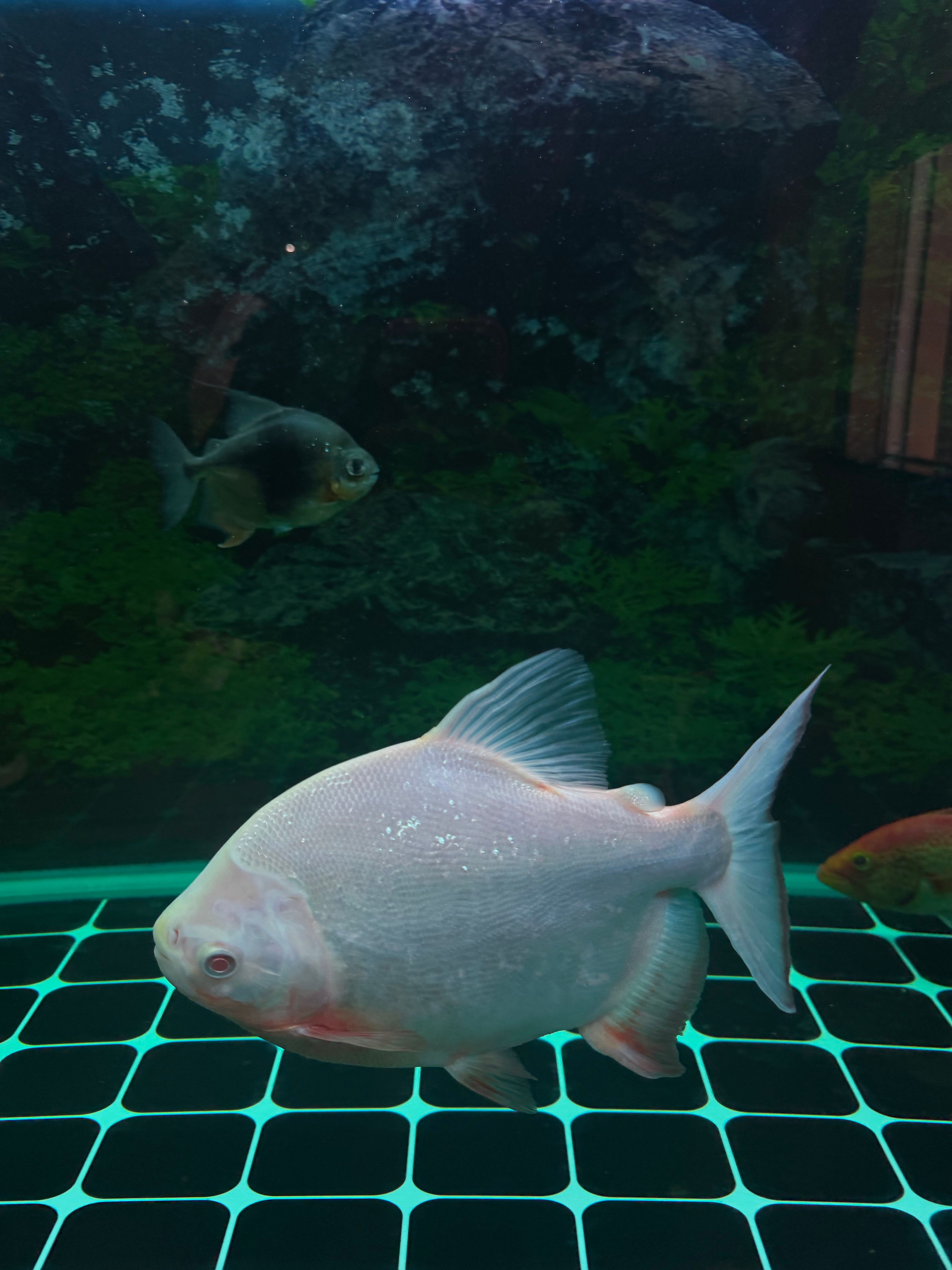 周三惯例臀腿日✅强度没有上周日大 但是真把我干吐了今天90kg的臀推力竭能做到1